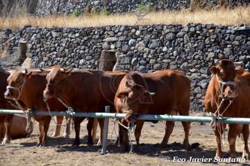 Muestra de ganado de las fiestas del patrono de Telde (Foto  Francisco Javier Santana)